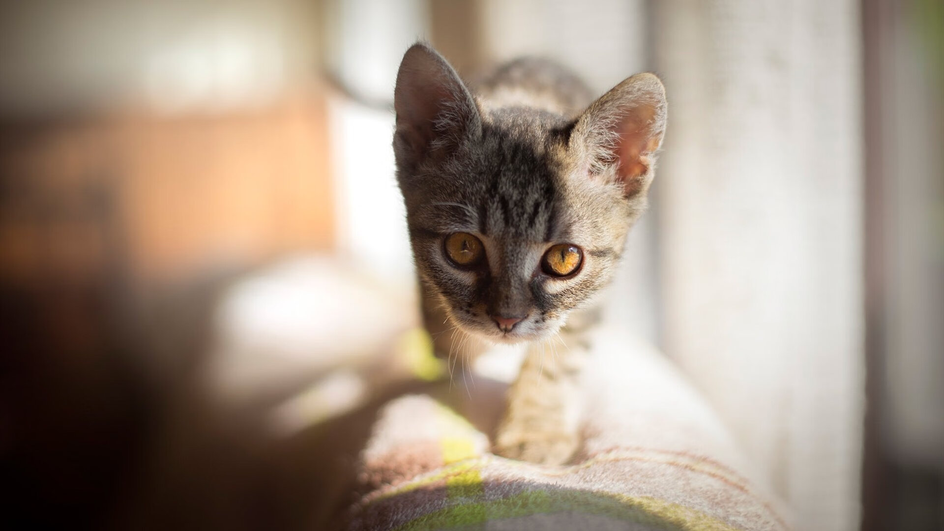 全国青少年射箭锦标赛精彩纷呈，青出于蓝，中国青少年射箭训练大纲